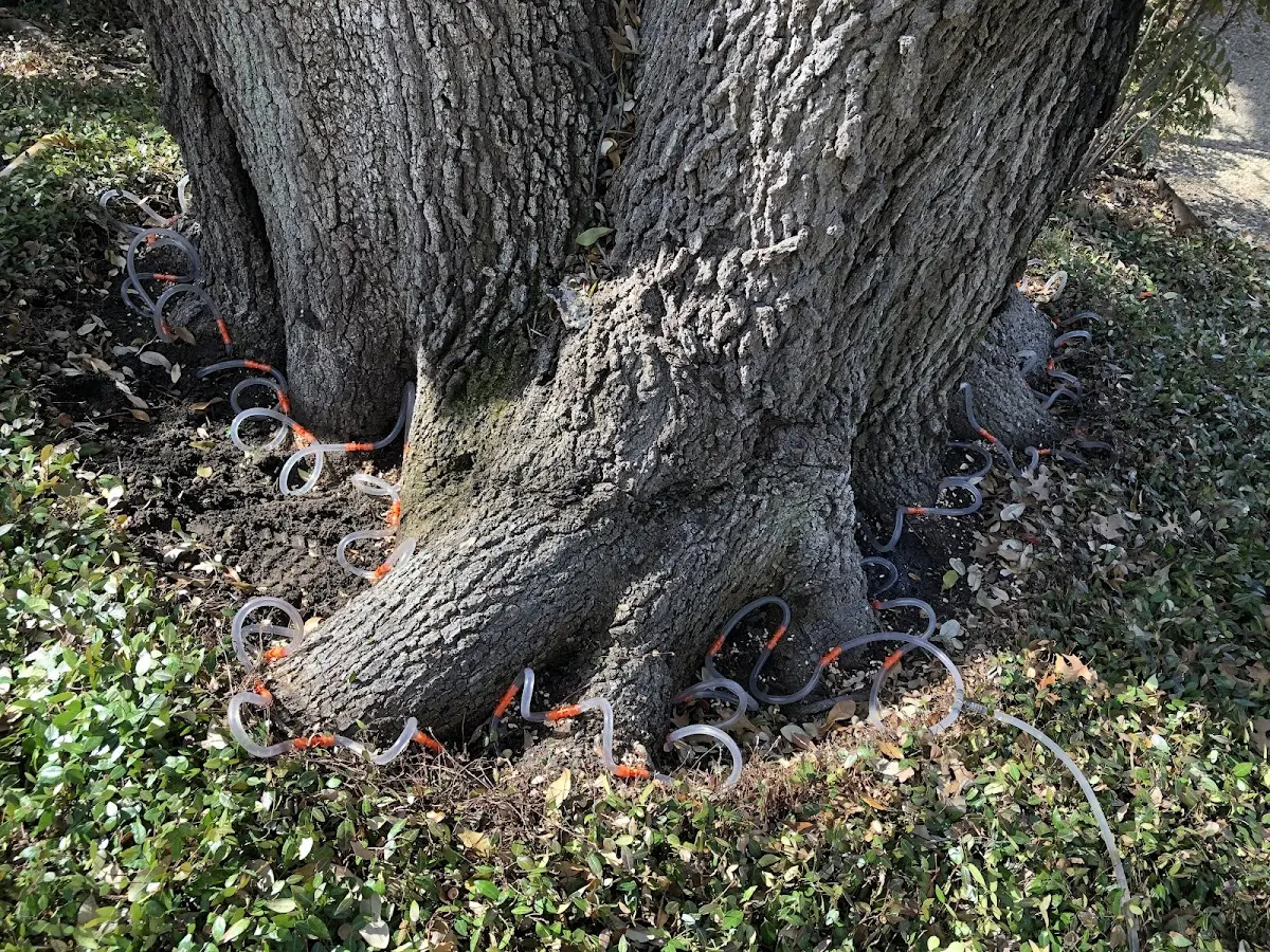 Detailed Tree Cabling and Bracing job site in South Plains