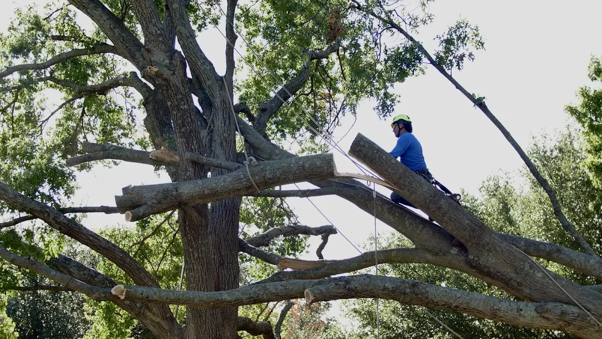 Professional Crown Thinning performed by certified arborists in South Plains