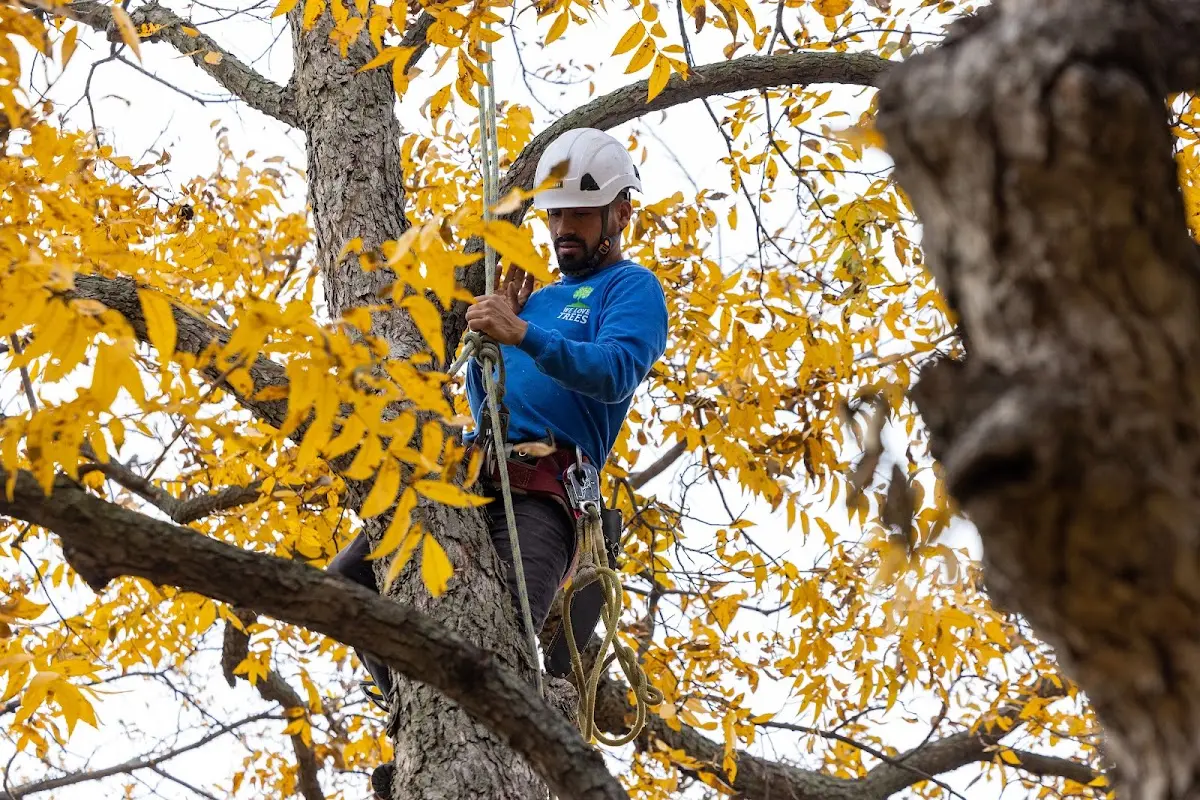 Skilled Tree Pruning crew working in South Plains